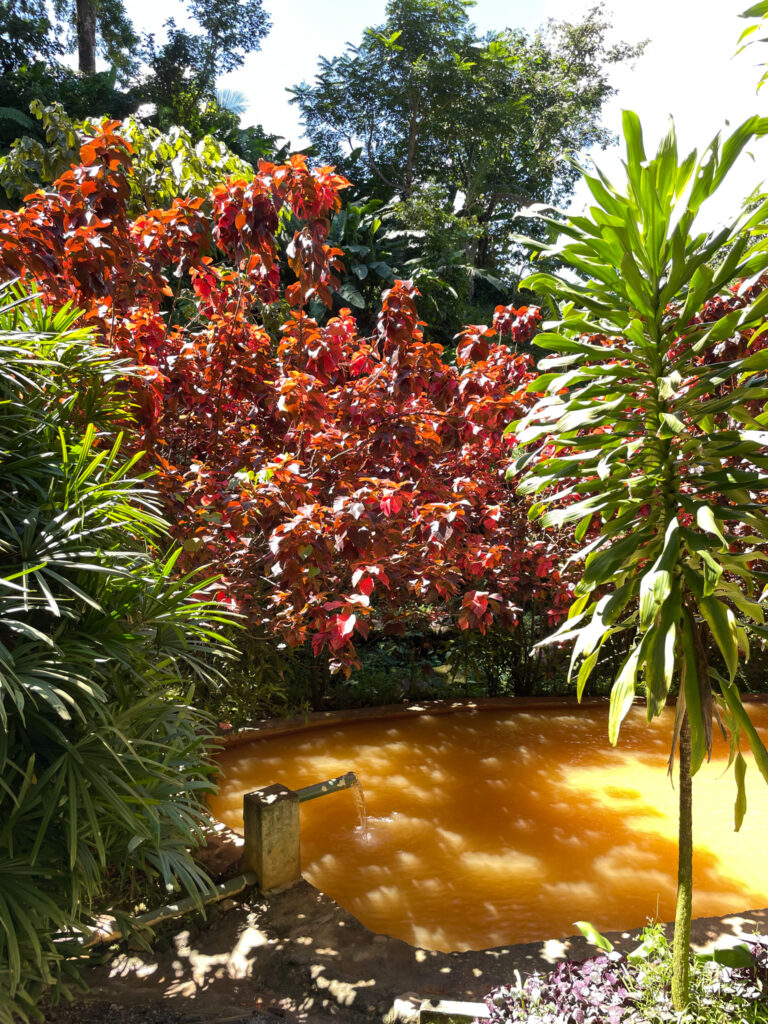 World Creole Music Festival 2022, Discover Dominica, Visit Dominica, Dominica Festivals, Travel Blogger, Coco Bates, Popular Travel Bloggers, Black Travel Bloggers, Black Travel Influencers, Trafalgar Falls, Things to do in Dominica, What to do in Dominica, Visiting Dominica