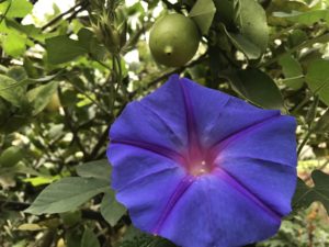 Antigua Guatemala Travel Guide, What to Do in antigua Guatemala, What to eat in Antigua Guatemala, Where to get authentic food in Antigua Guatemala, Where to get Cheap Food in Antigua Guatemala, Activities in Antigua Guatemala, Caoba Farms in Antigua Guatemala, Fun things to do in Antigua Guatemala'