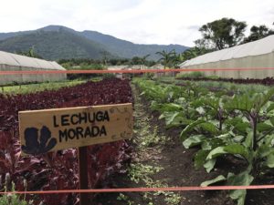 Antigua Guatemala Travel Guide, What to Do in antigua Guatemala, What to eat in Antigua Guatemala, Where to get authentic food in Antigua Guatemala, Where to get Cheap Food in Antigua Guatemala, Activities in Antigua Guatemala, Caoba Farms in Antigua Guatemala, Fun things to do in Antigua Guatemala