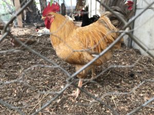 Antigua Guatemala Travel Guide, What to Do in antigua Guatemala, What to eat in Antigua Guatemala, Where to get authentic food in Antigua Guatemala, Where to get Cheap Food in Antigua Guatemala, Activities in Antigua Guatemala, Caoba Farms in Antigua Guatemala, Fun things to do in Antigua Guatemala