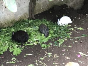 Antigua Guatemala Travel Guide, What to Do in antigua Guatemala, What to eat in Antigua Guatemala, Where to get authentic food in Antigua Guatemala, Where to get Cheap Food in Antigua Guatemala, Activities in Antigua Guatemala, Caoba Farms in Antigua Guatemala, Fun things to do in Antigua Guatemala