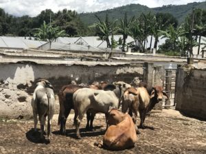 Antigua Guatemala Travel Guide, What to Do in antigua Guatemala, What to eat in Antigua Guatemala, Where to get authentic food in Antigua Guatemala, Where to get Cheap Food in Antigua Guatemala, Activities in Antigua Guatemala, Caoba Farms in Antigua Guatemala, Fun things to do in Antigua Guatemala